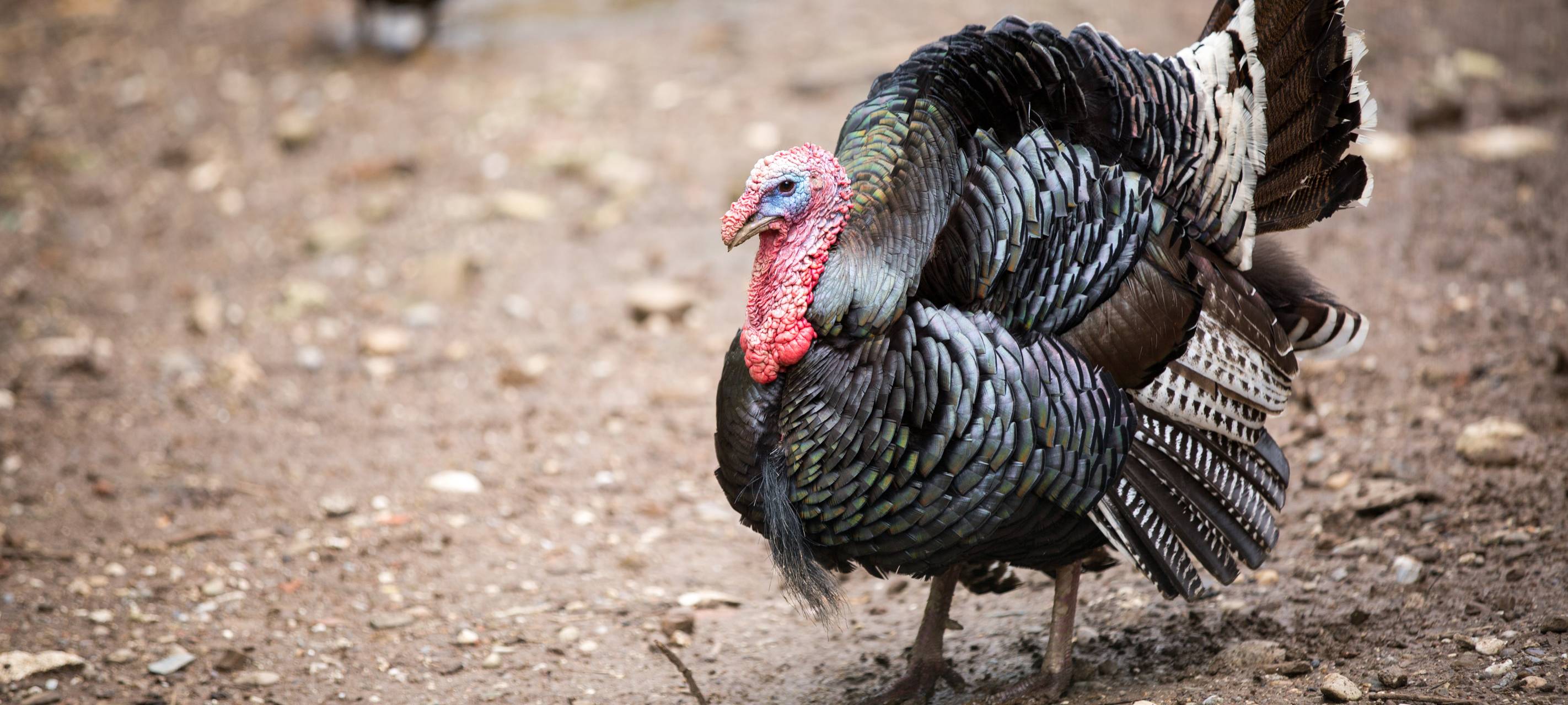 Pute Puten Putenzucht Geflügel