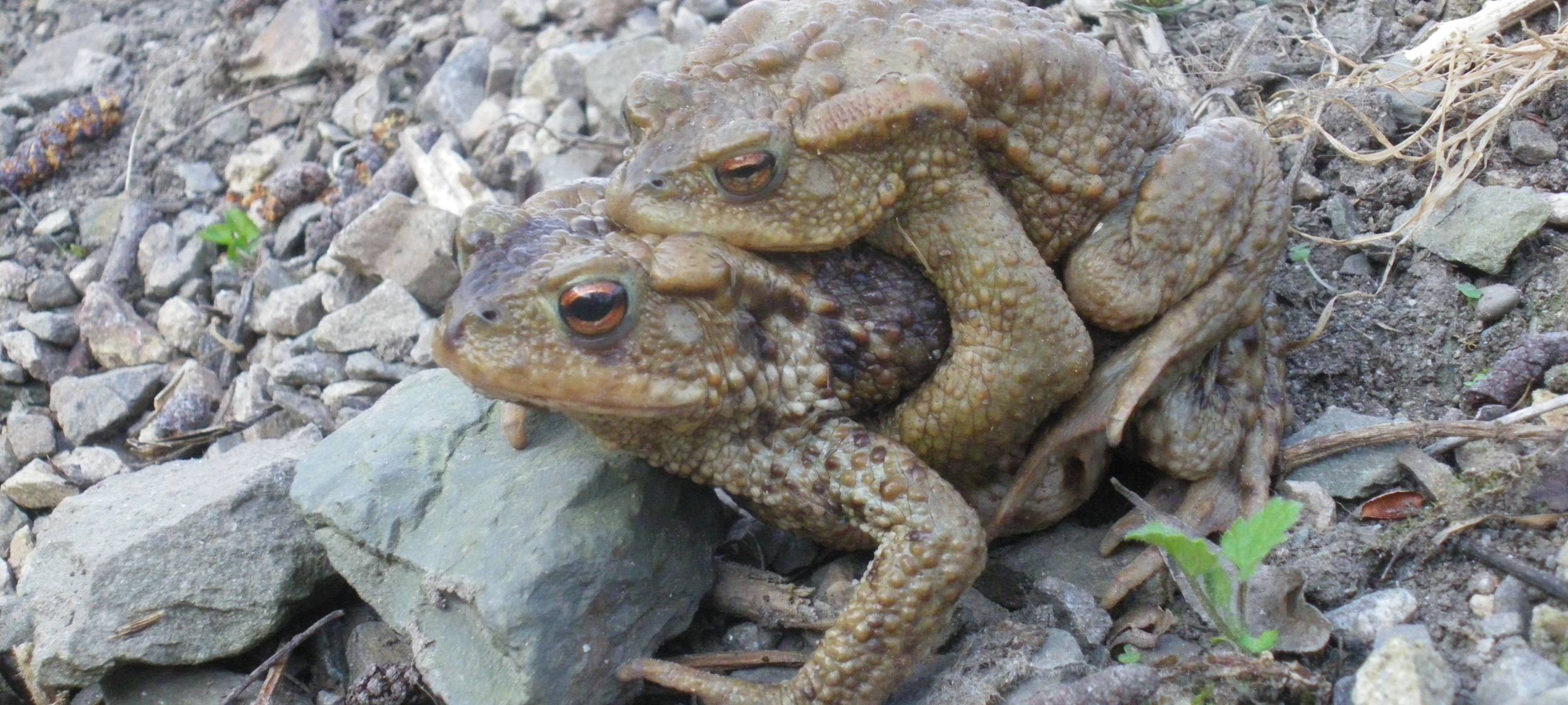 Amphibienwanderung 2021