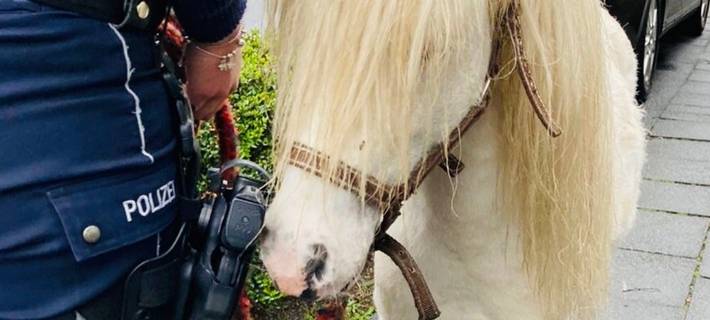 Zirkuspferd ausgebüxt