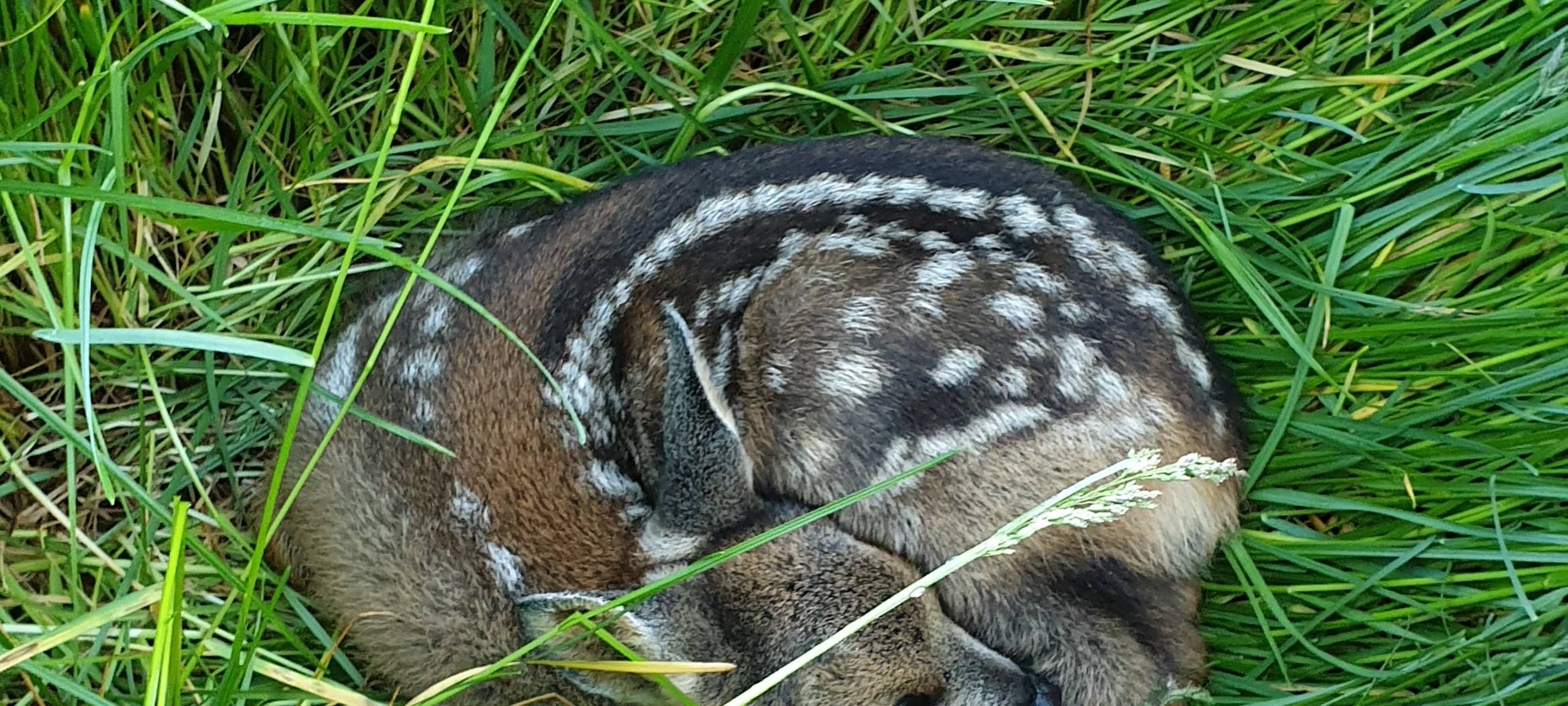 Der Lebensretter der Rehkitze