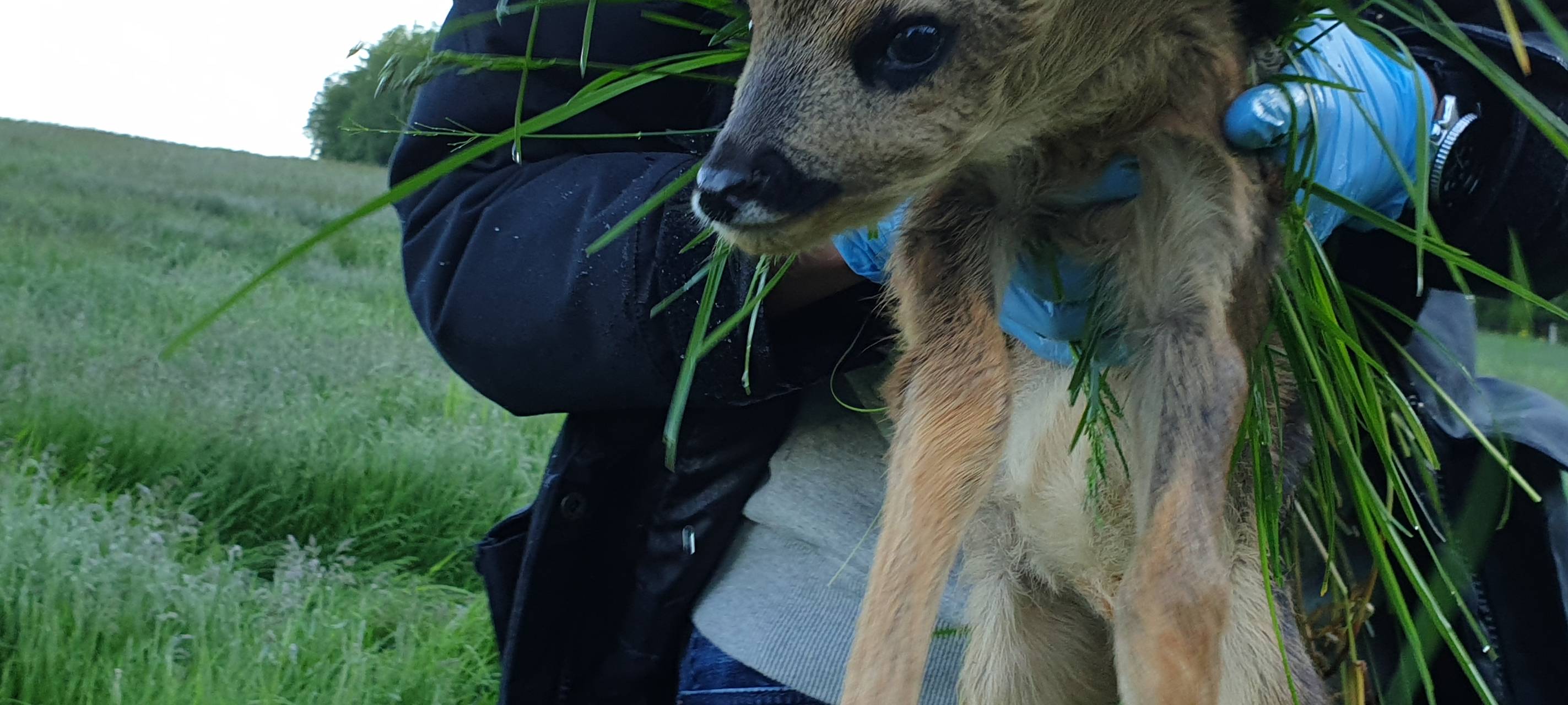 Der Lebensretter der Rehkitze