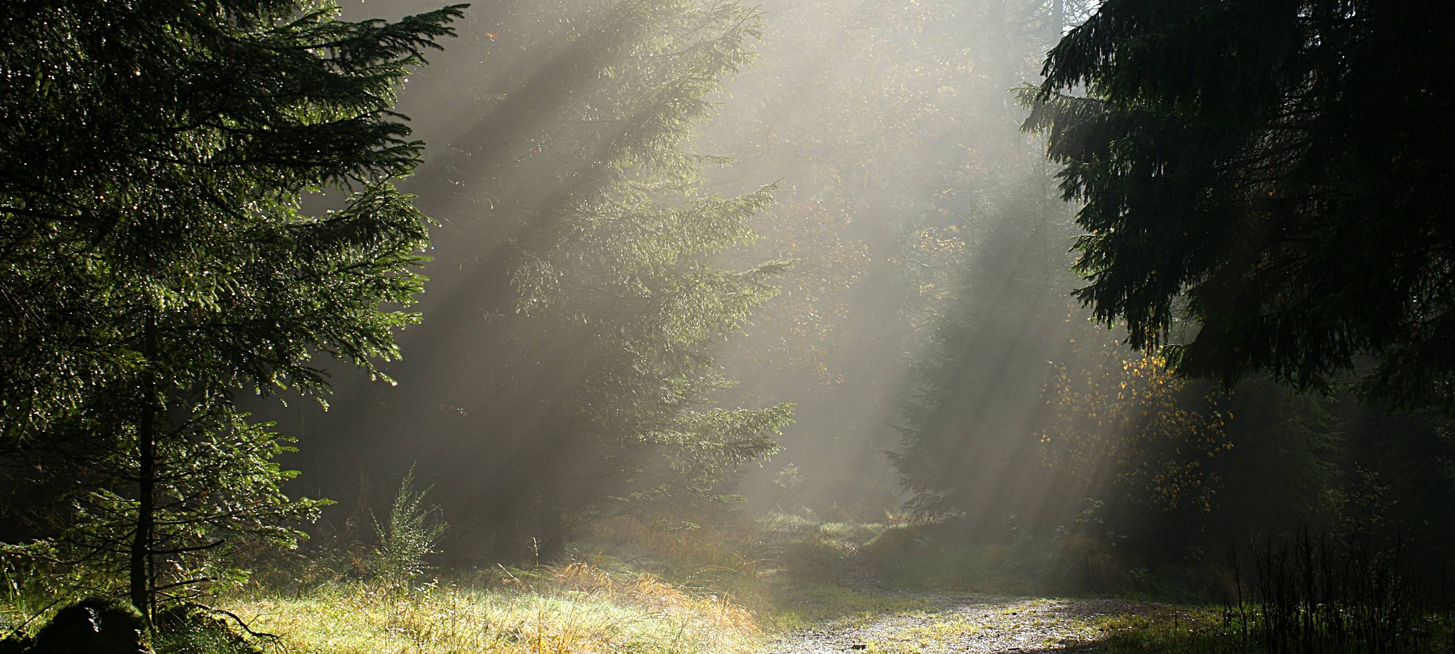 Holzernte im Hasper Stadtwald