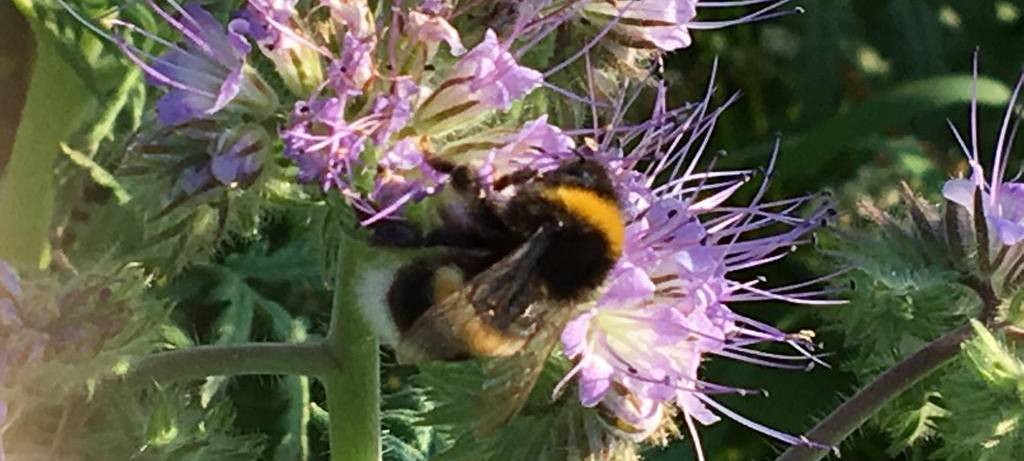 Blühstreifen in der Region