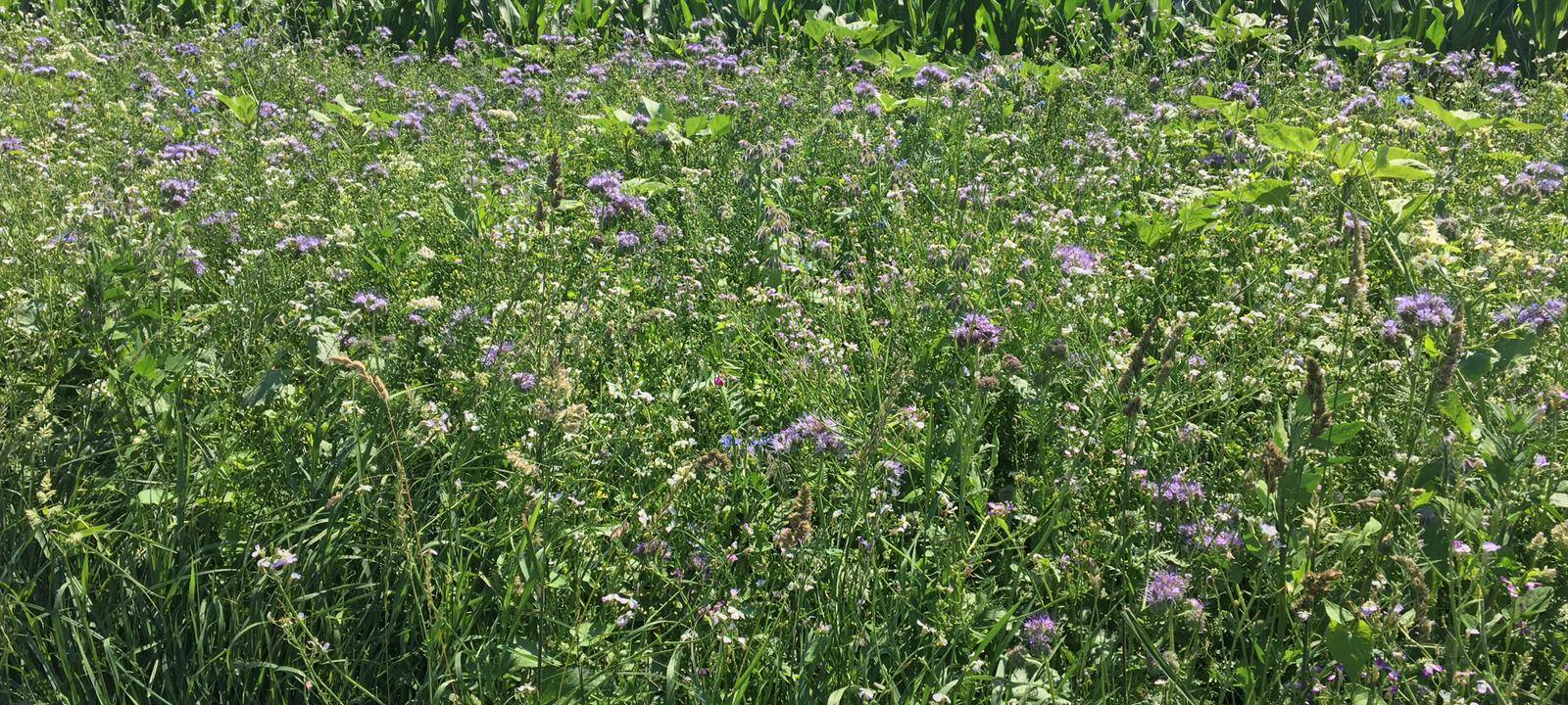 Blühstreifen in der Region