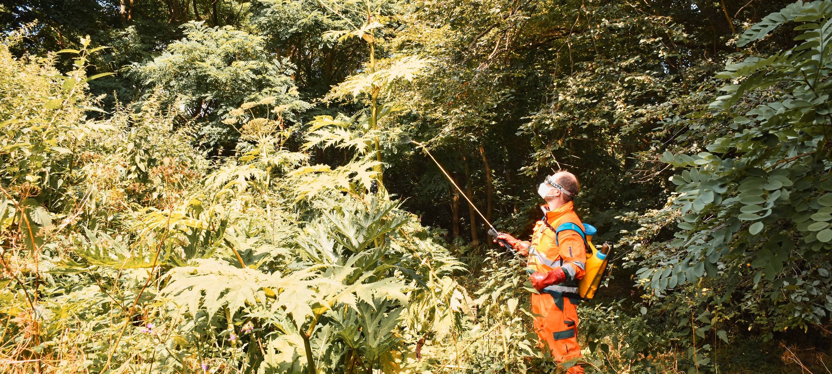 Muss weg: Herkulesstaude