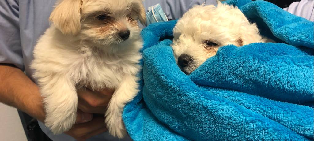 Illegaler Welpenhandel?