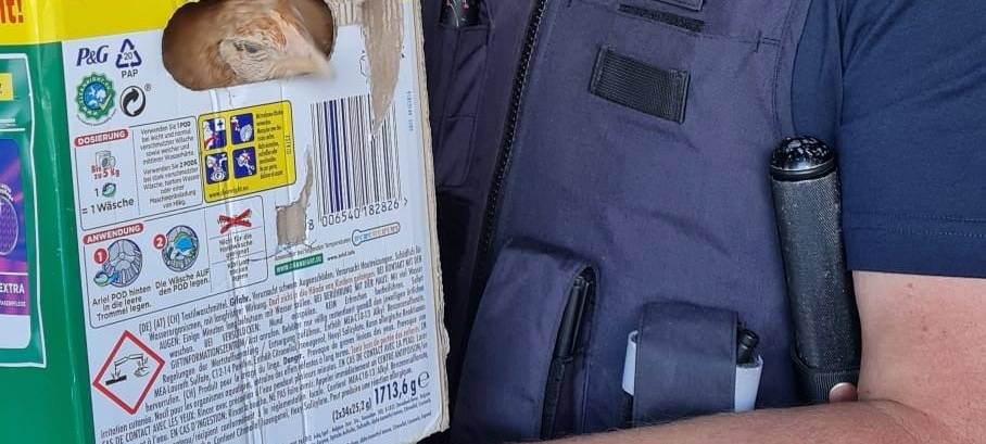 Huhn gefunden