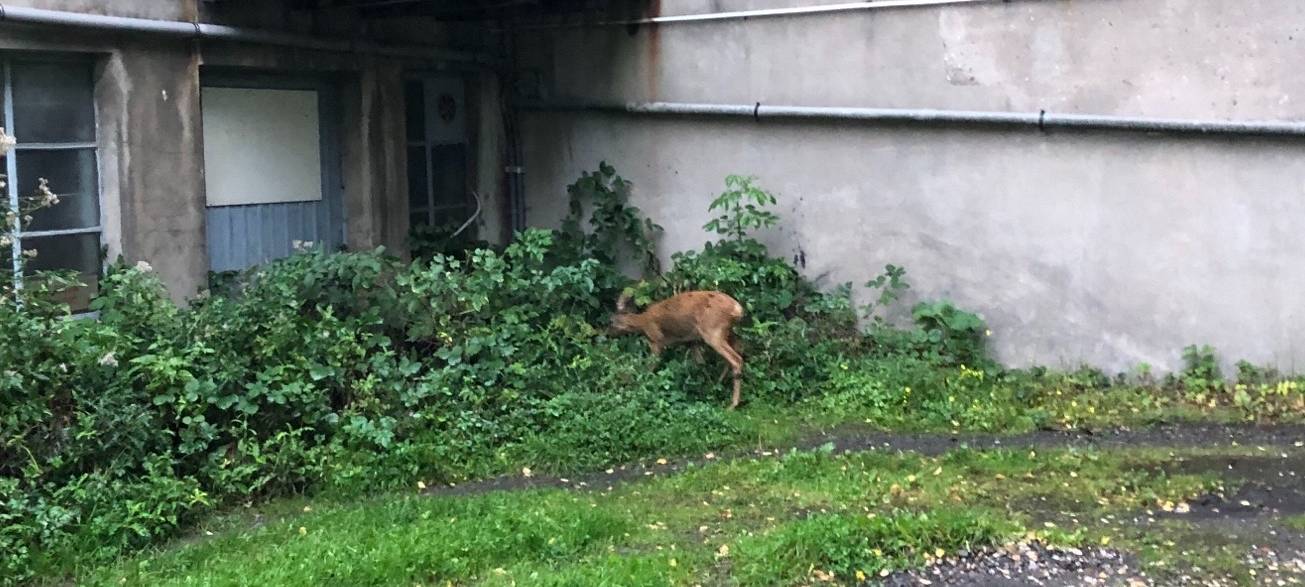 Verwirrtes Reh in Altenhagen