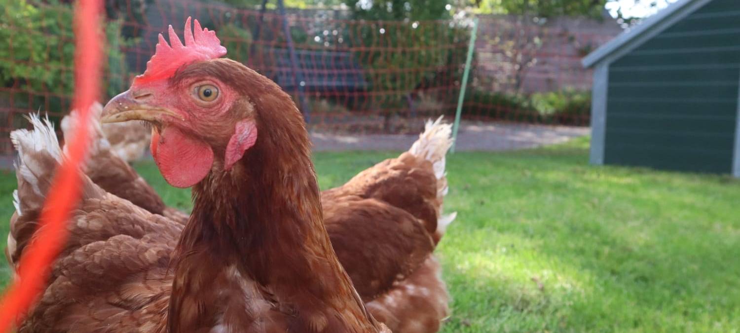 Tierischer Besuch im Hospiz