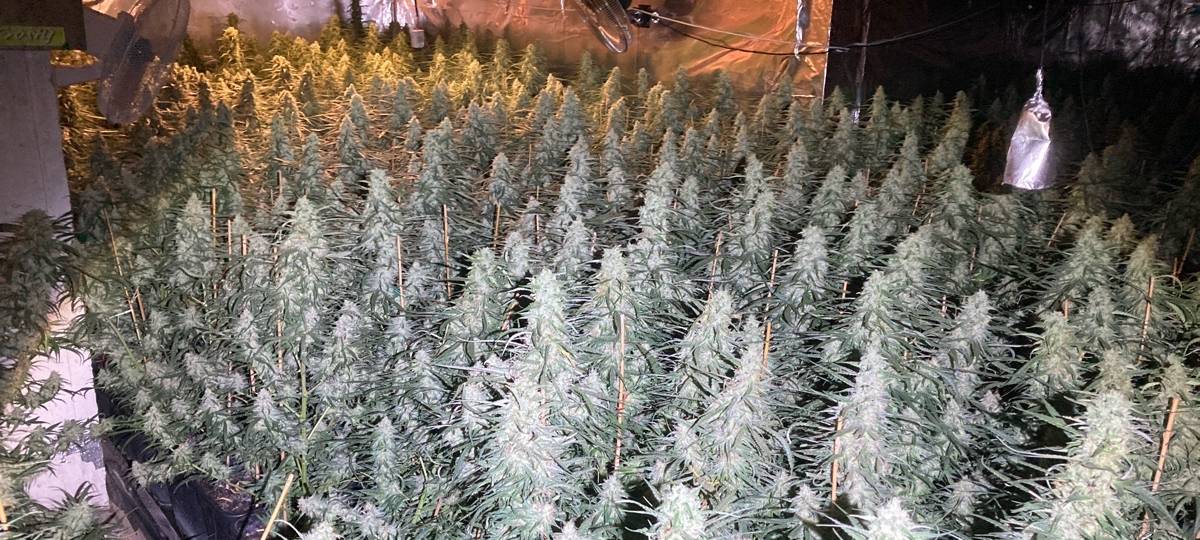 Großrazzia in der Drogenszene