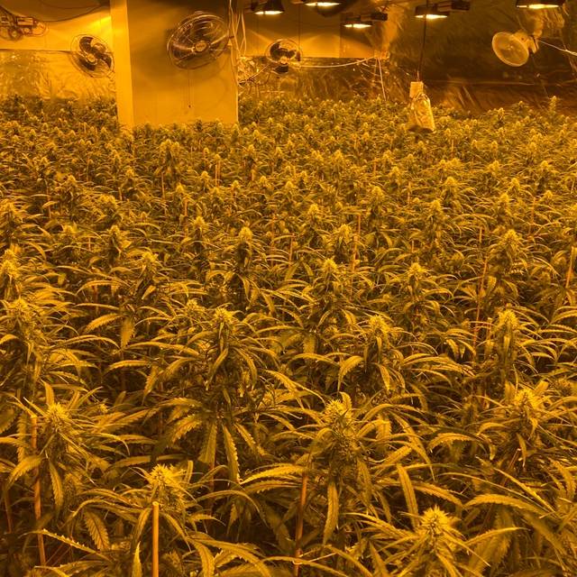 Marihuana Pflanzen