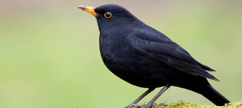 Stunde der Gartenvögel