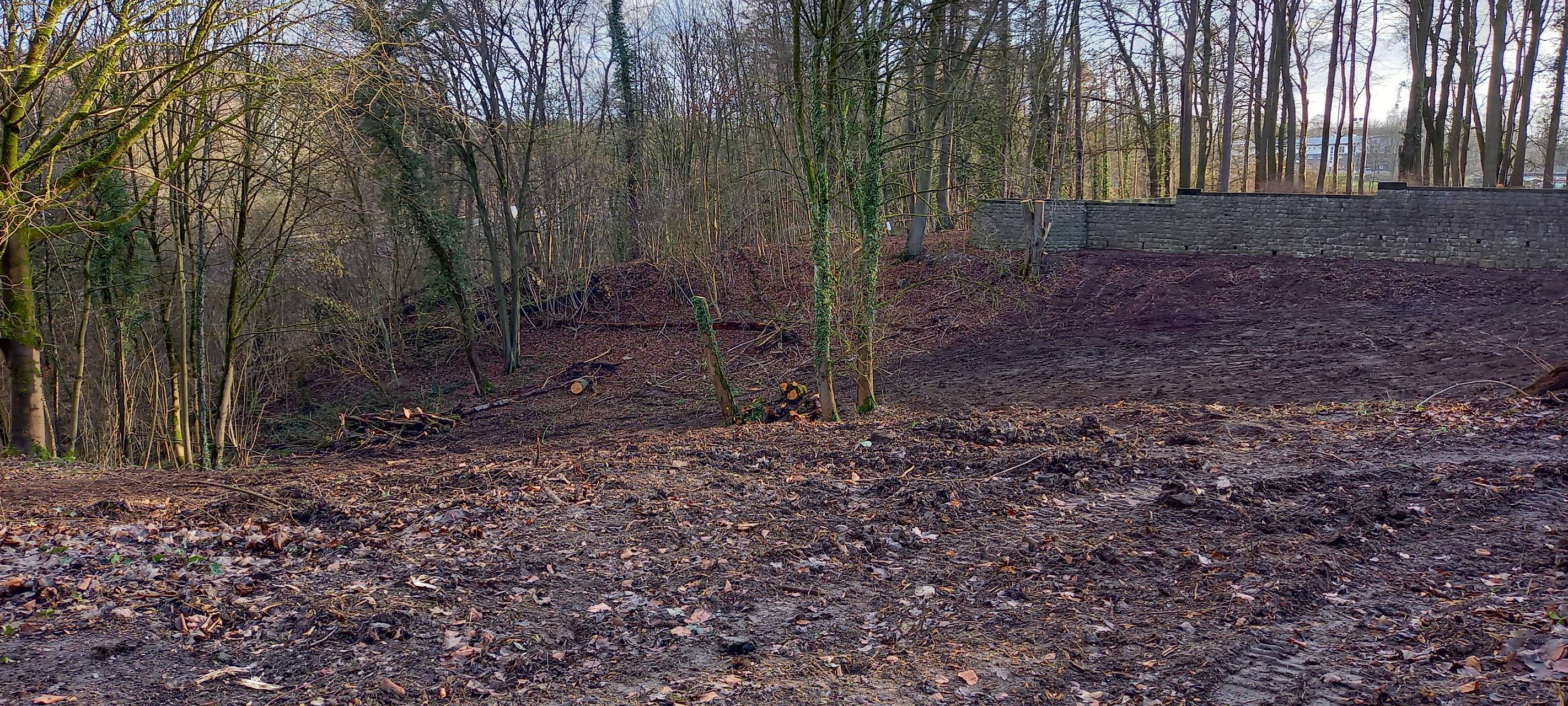 Baumrodungen am Hohenhof
