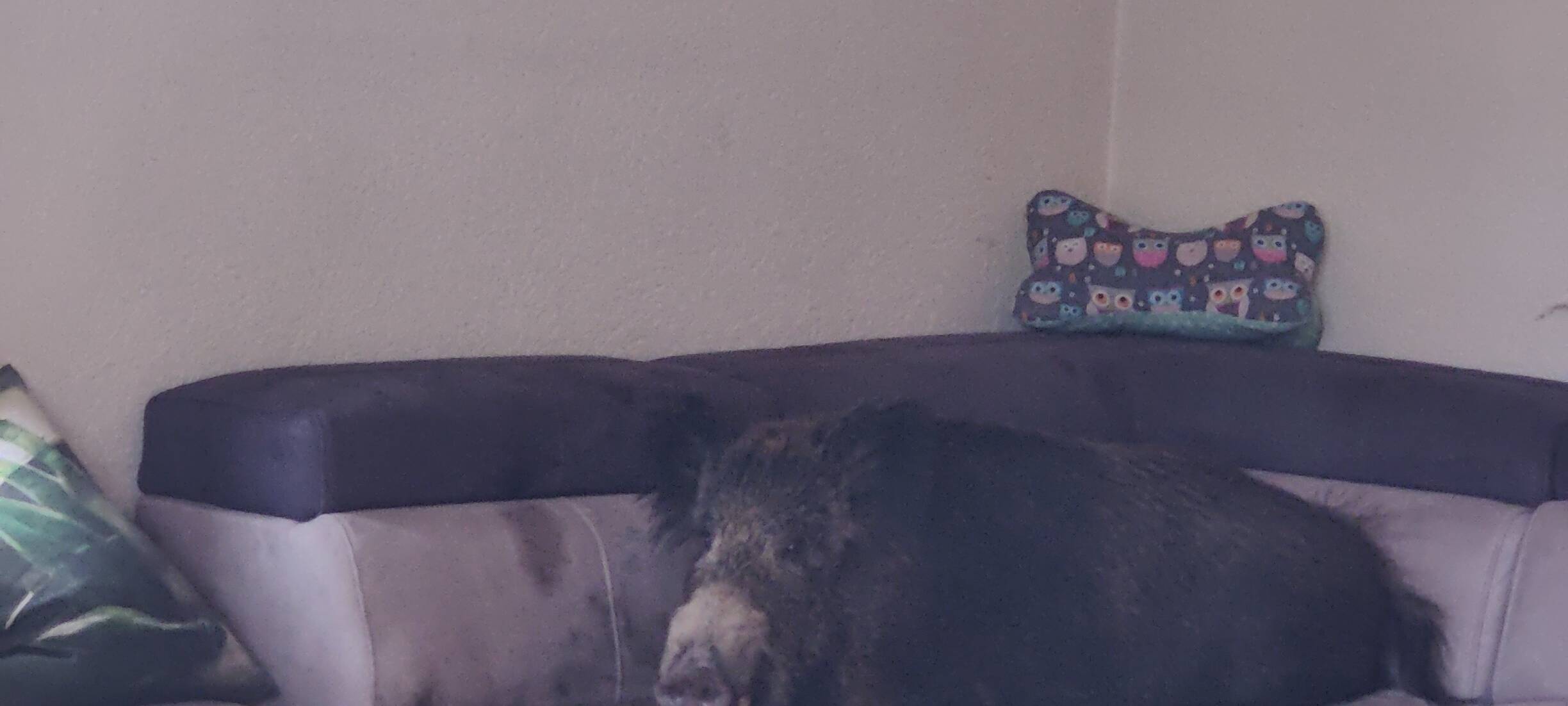 Wildschwein auf dem Sofa