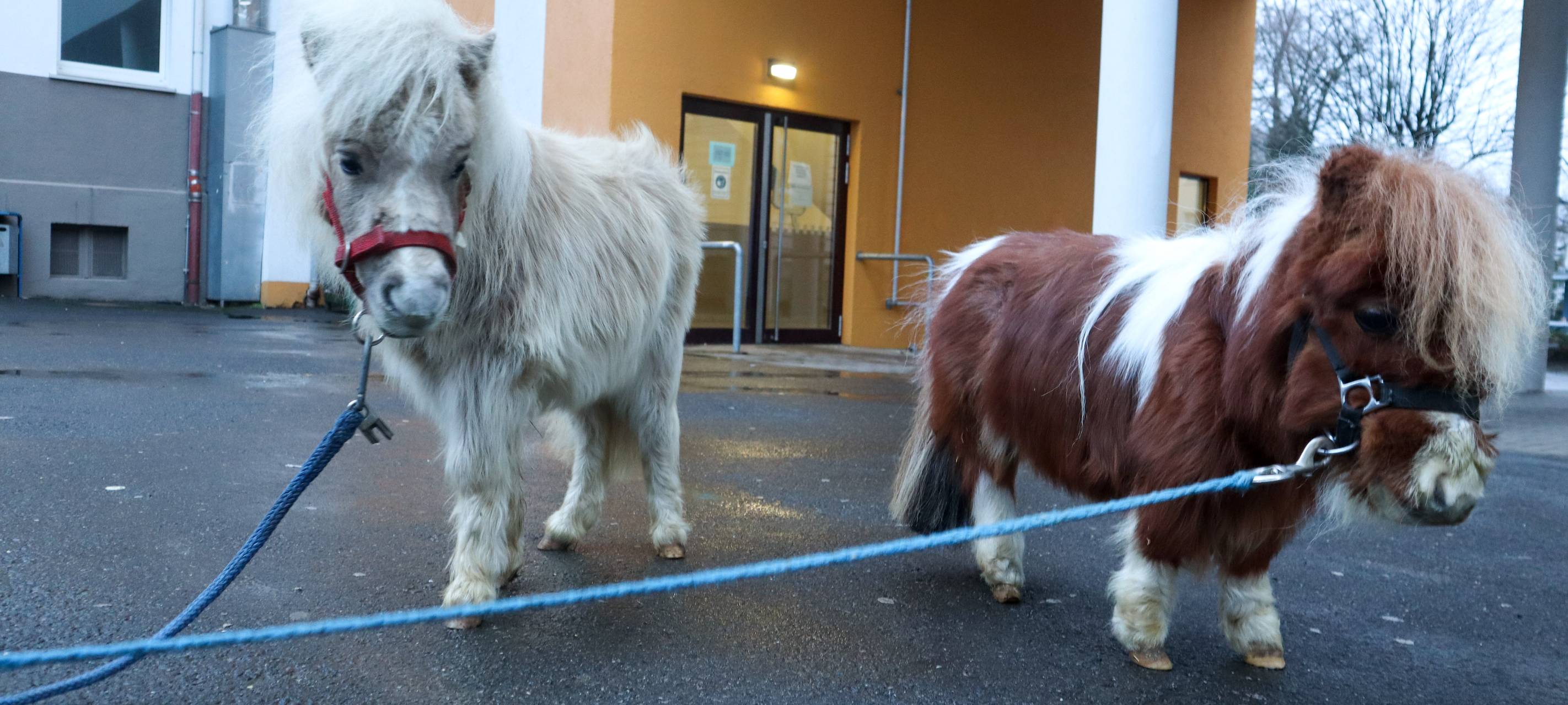 Miniponys am Fichte Gymnasium