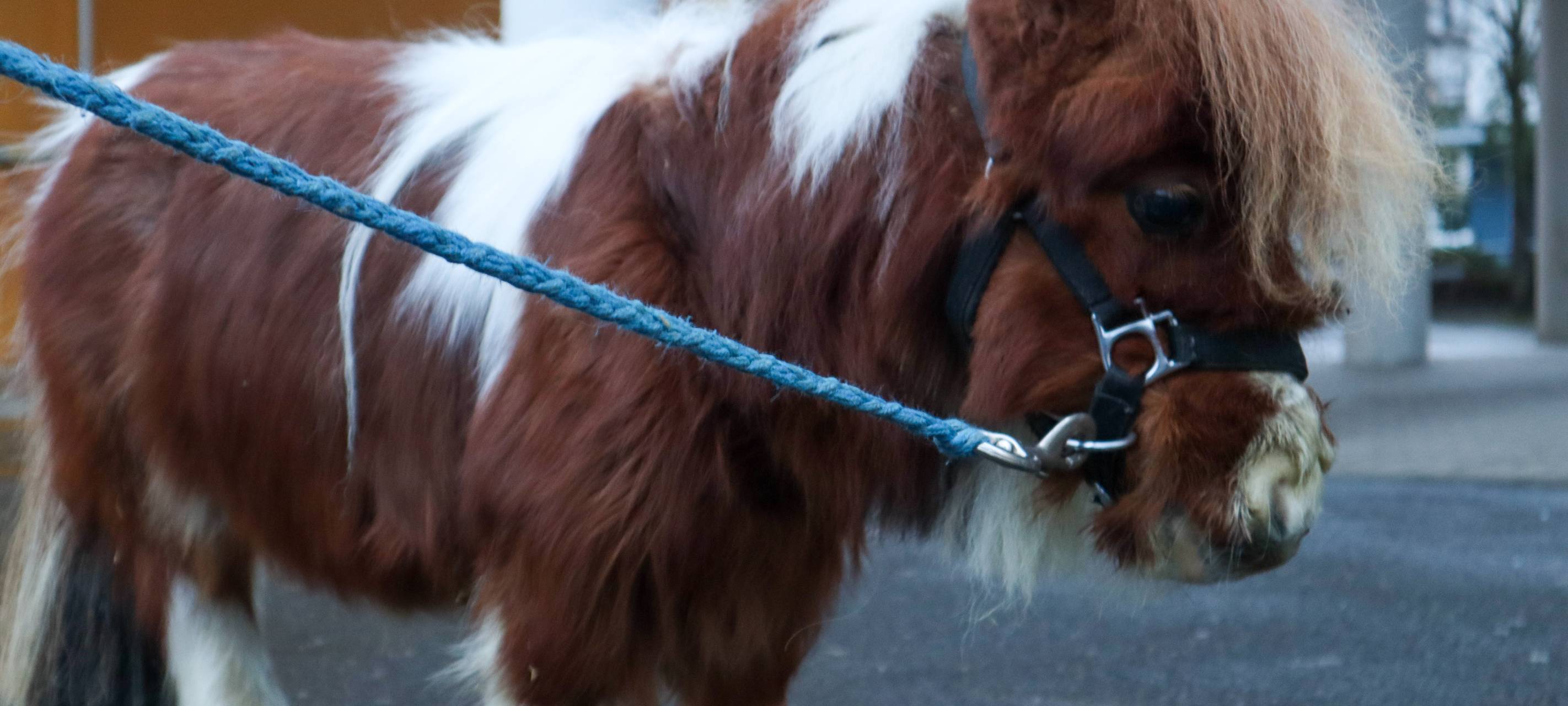 Miniponys am Fichte Gymnasium