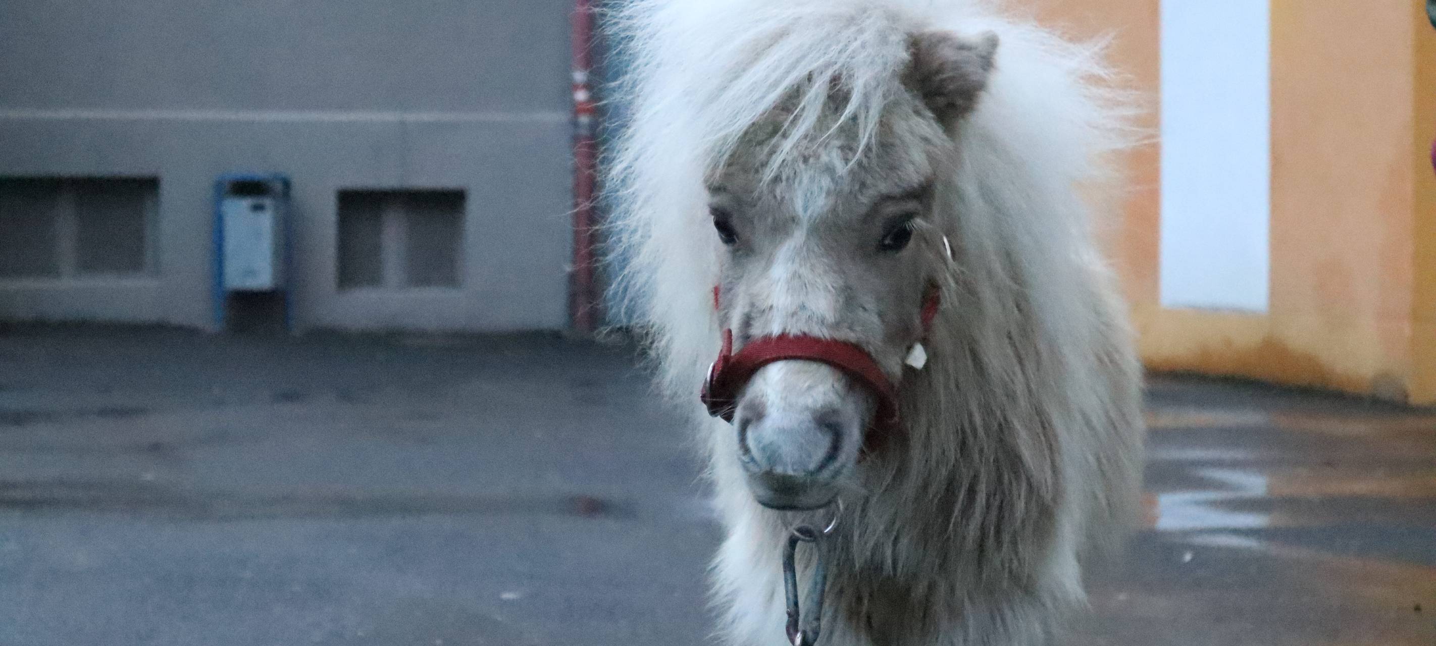 50 Zentimeter zum Verlieben