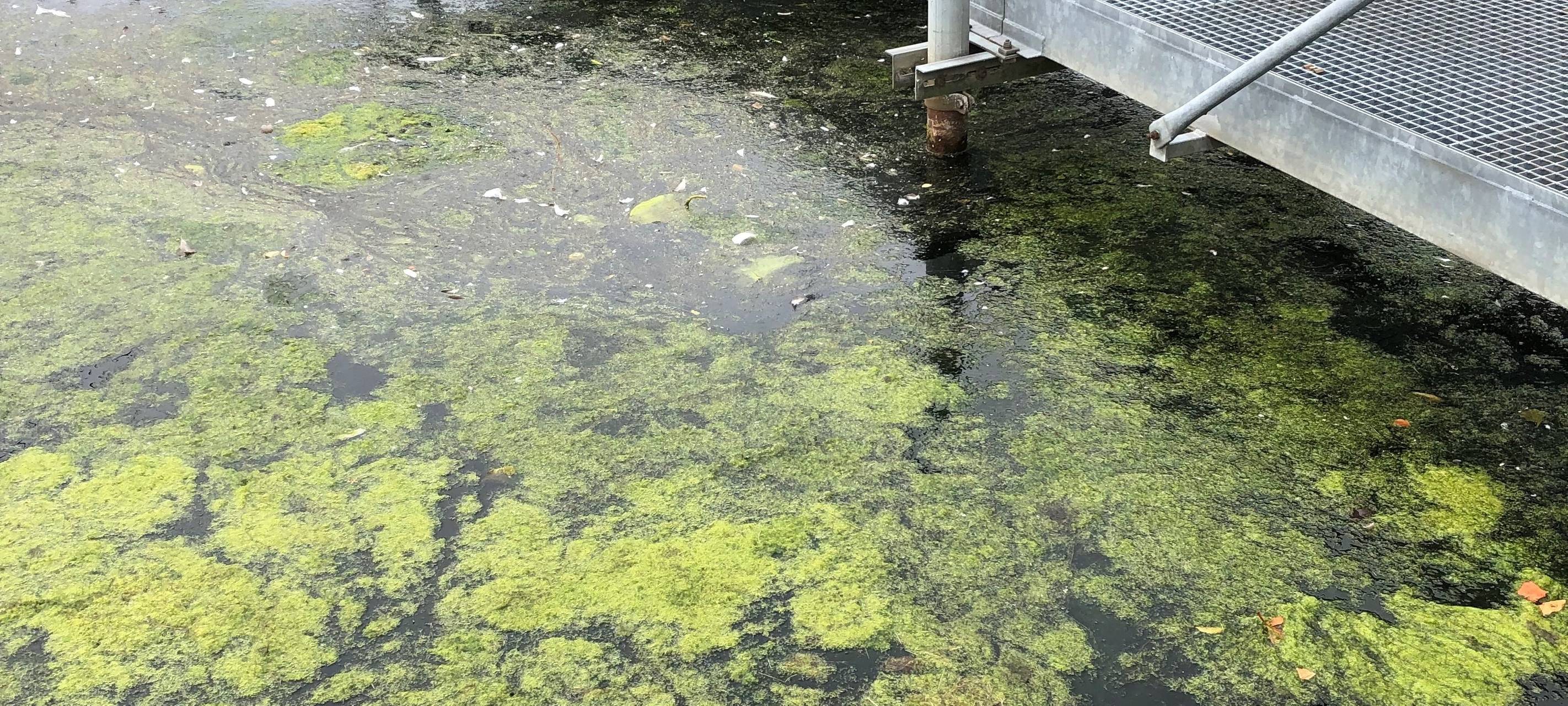 Kein Sommer ohne Wasserpest