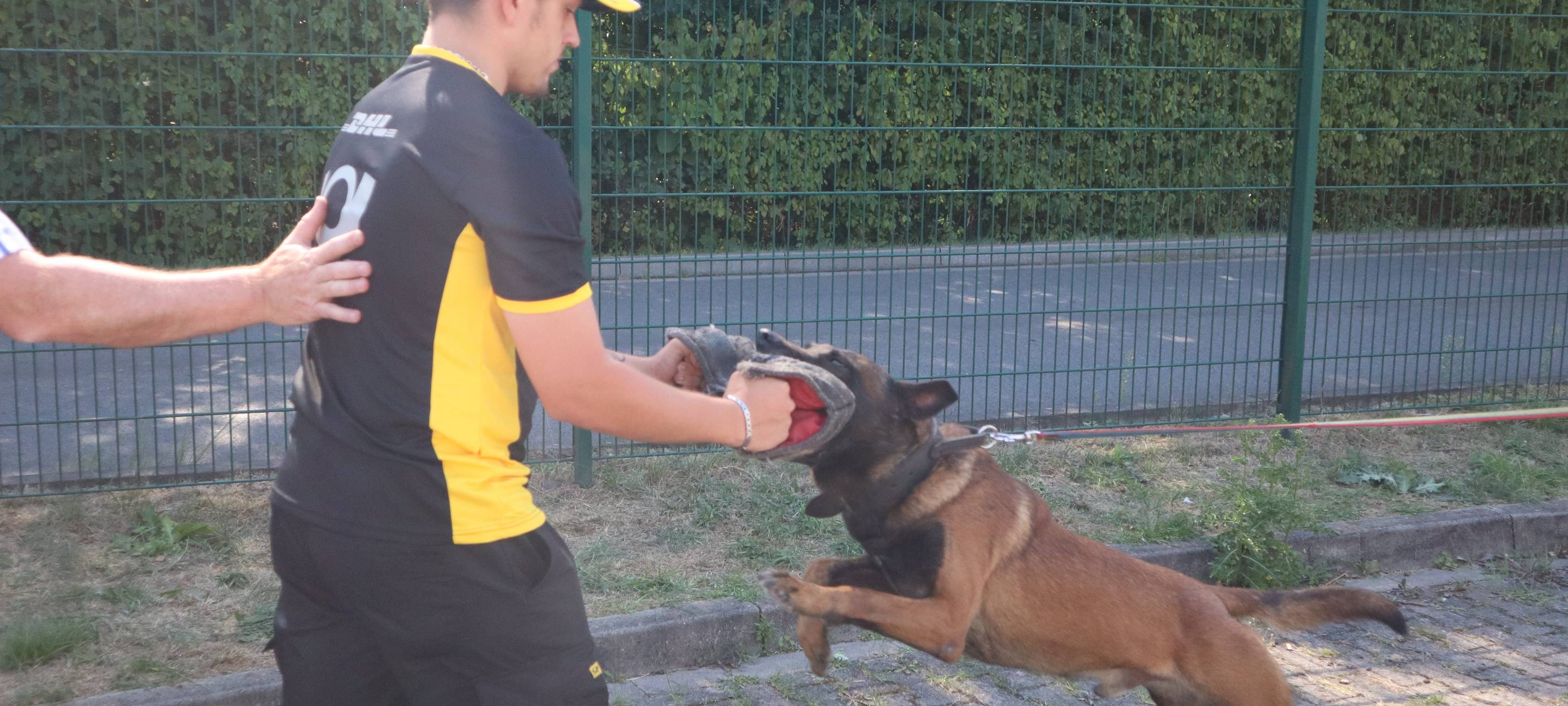Schulung im Umgang mit Hunden