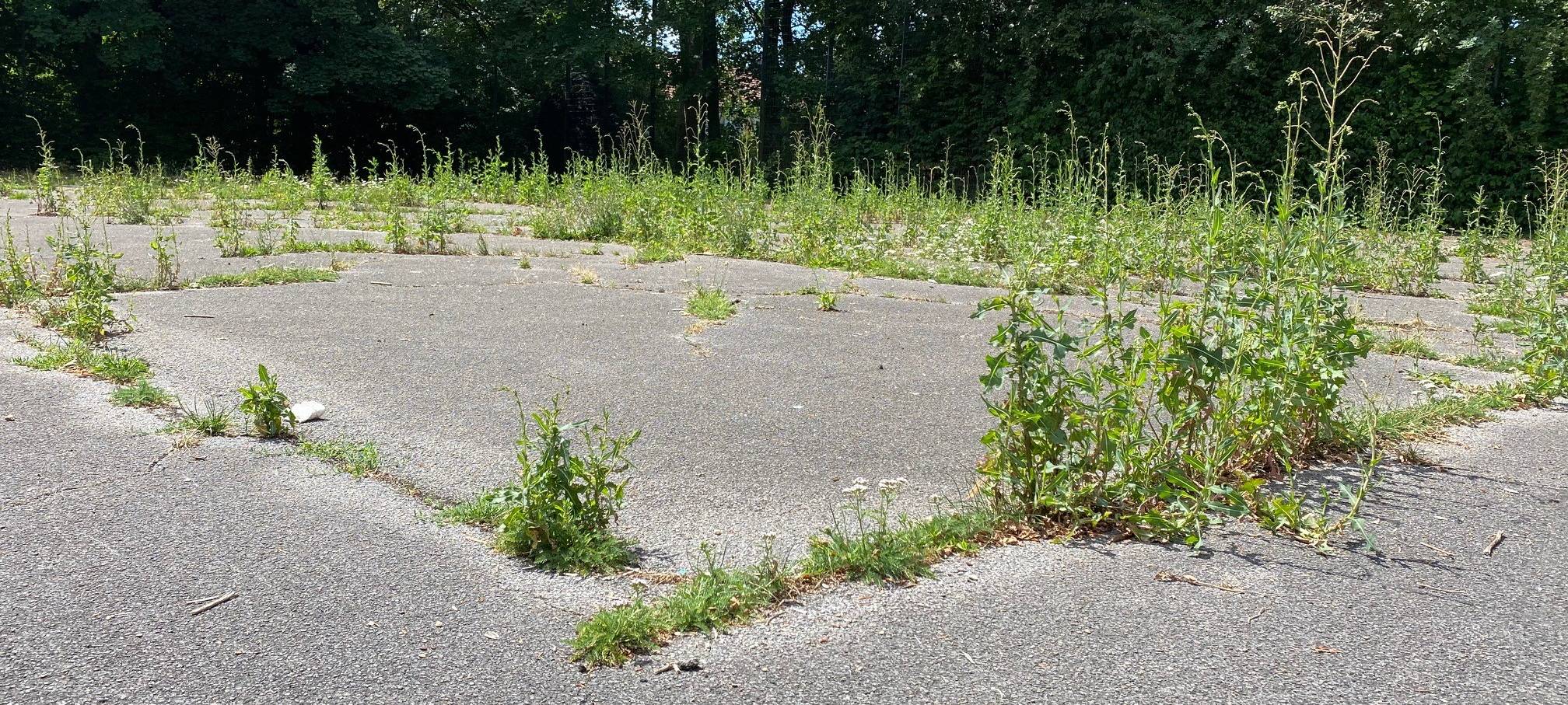 Emster Grundschüler in der Bezirksvertretung Mitte