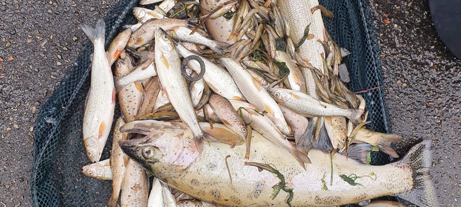 Kanustrecke trocken gefallen