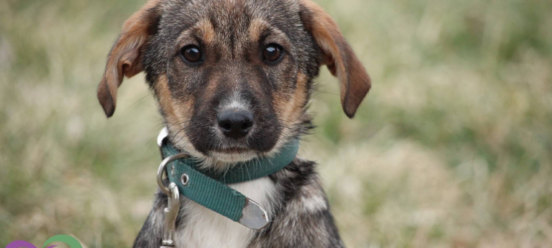 "S.O.S. Vergessene Pfoten"