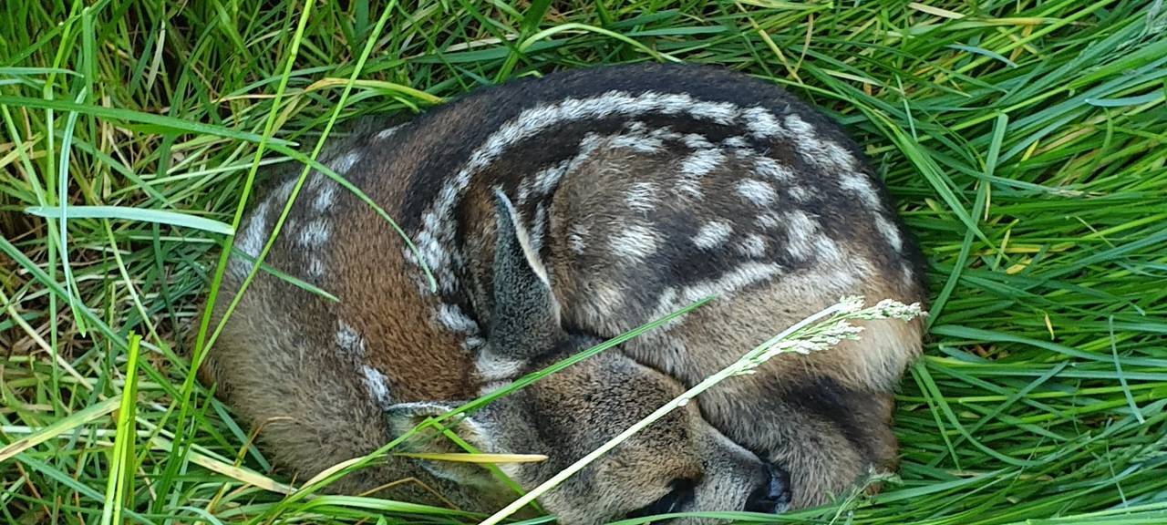 Rehkitz-Rettung mit Drohnen