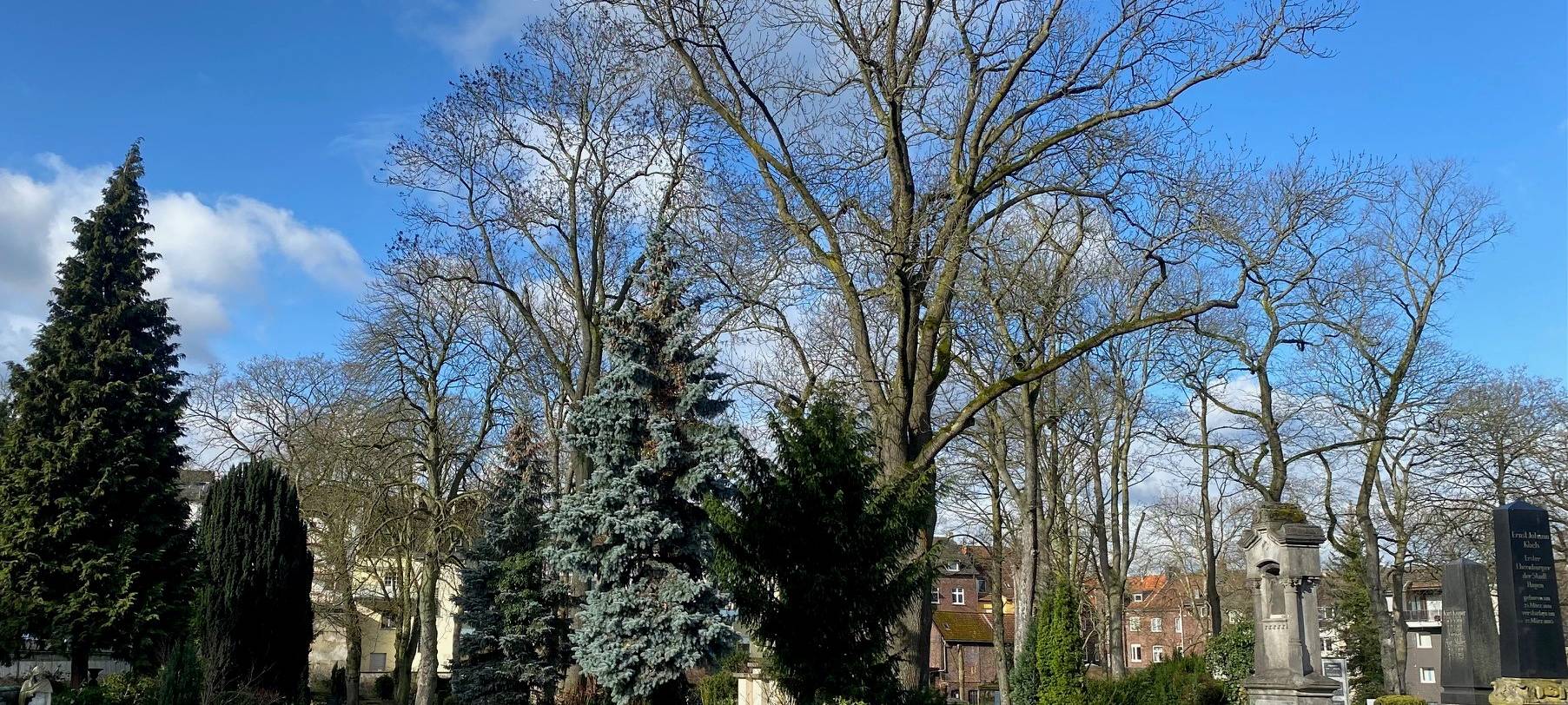 Buschey-Friedhof in Wehringhausen mit Bäumen, schönen Wegen und Gräbern.