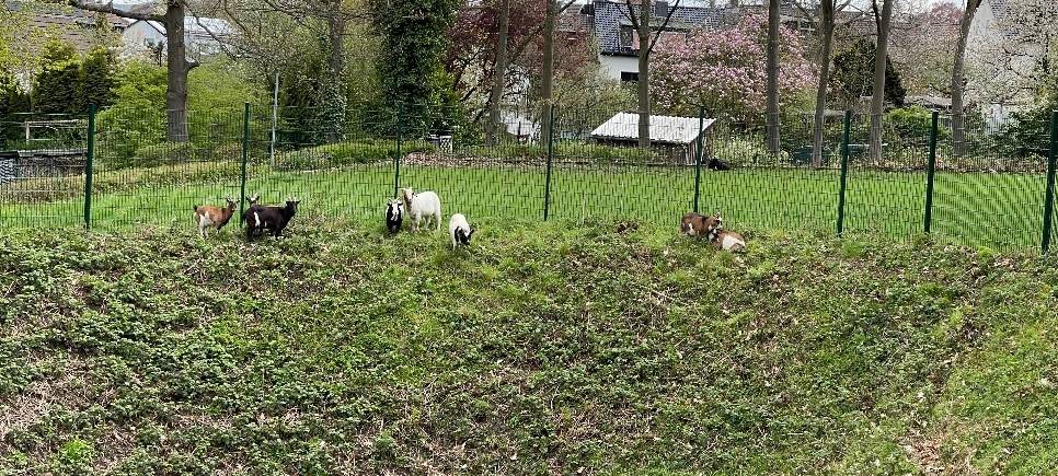Schafe und Ziegen grasen in Regenrückhaltebecken