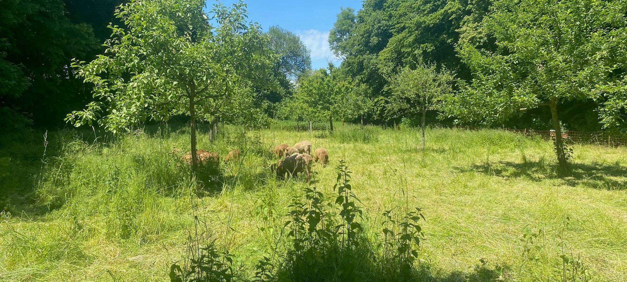 Tag der Artenvielfalt