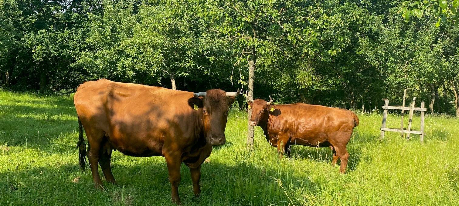 Fenja beim Roten Höhenvieh