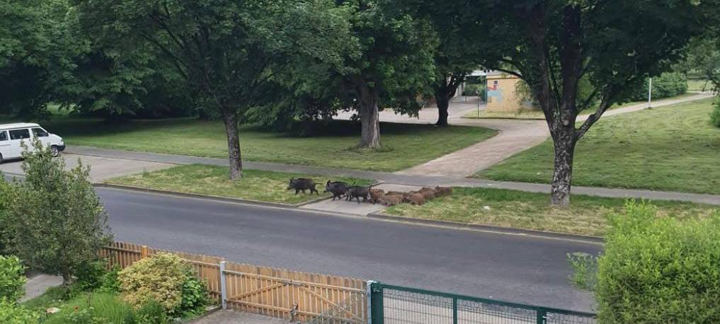 Eine Gruppe von Wildschweinen läuft durch eine Straße.