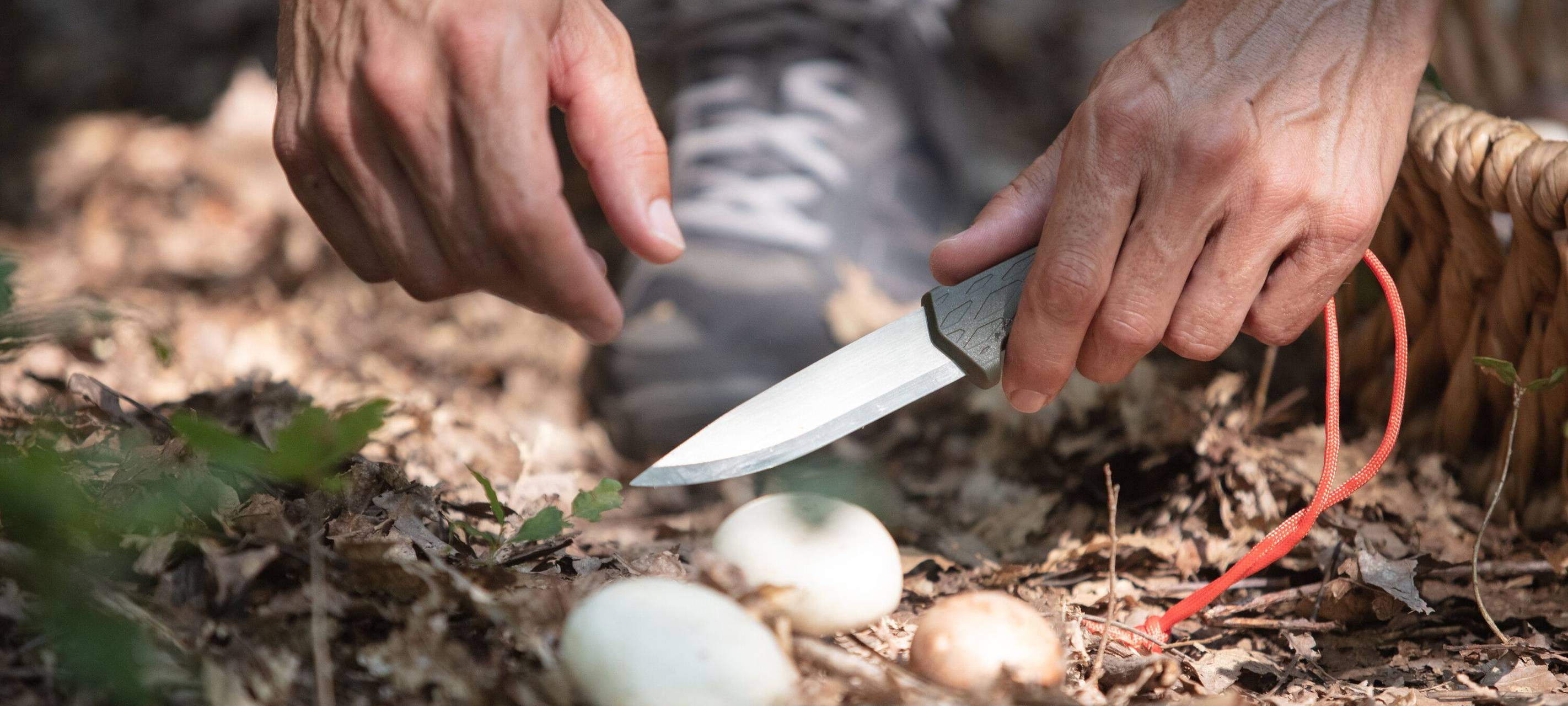 Pilze brauchen Aufmerksamkeit