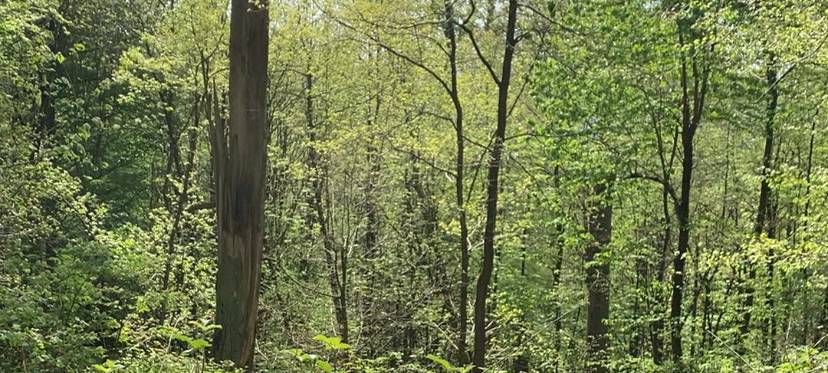 Der WBH räumt den Wald auf
