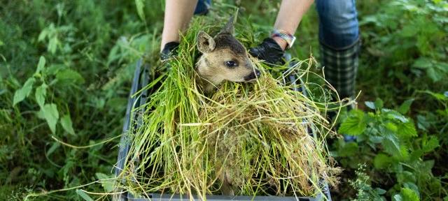 Bambi braucht Hilfe...