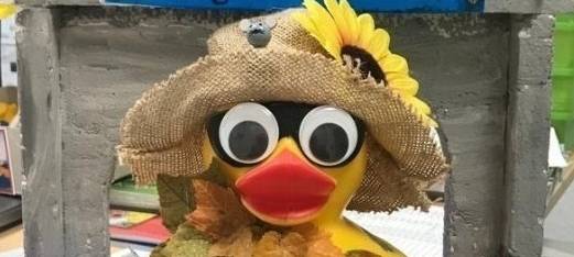 Tausende Enten auf der Volme erwartet