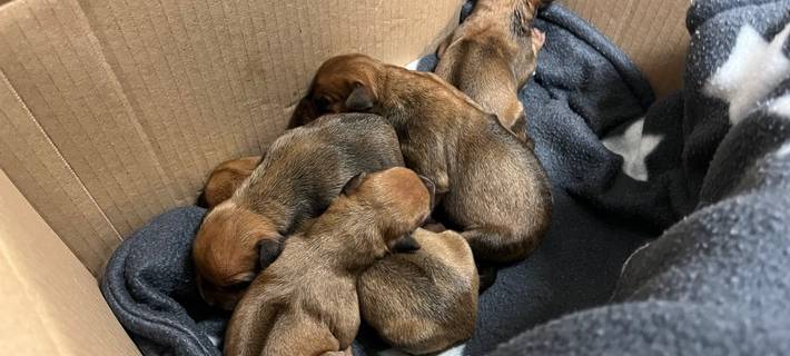 Ausgesetzte Welpen: PETA setzt Belohnung aus