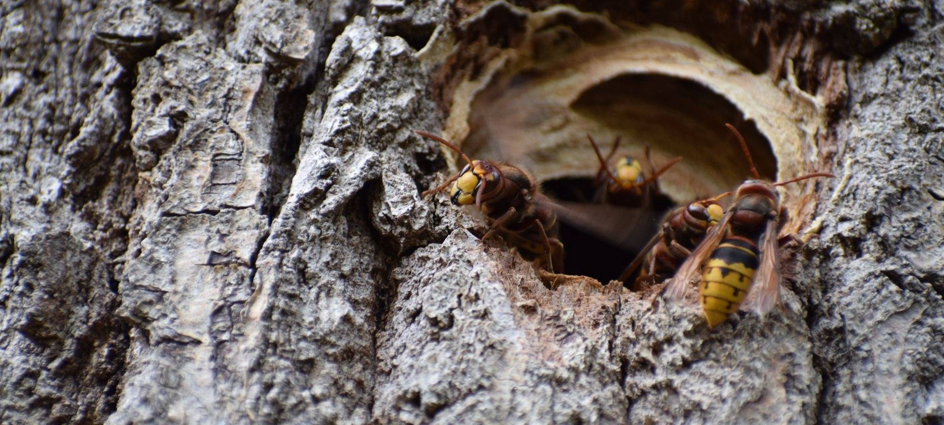 Hagen: Umweltamt warnt vor neuer Hornissenart