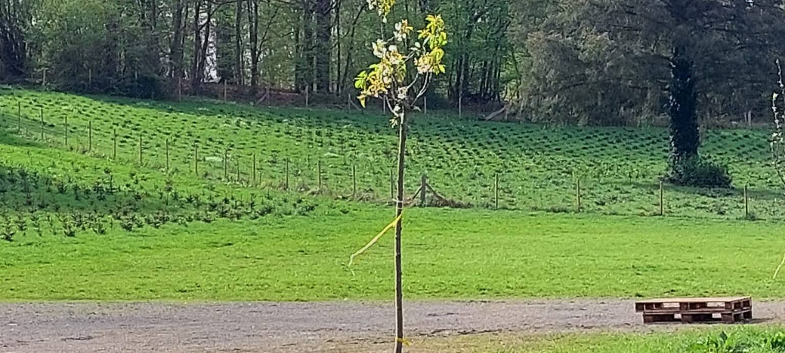 Nistkästen und Obstbäume für Gut Kuhweide