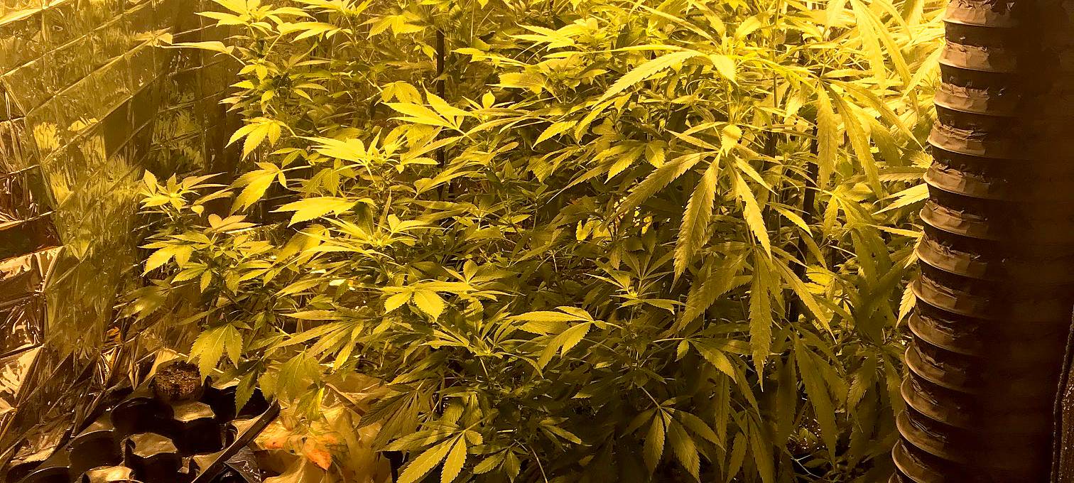 Social-Clubs wollen öffnen