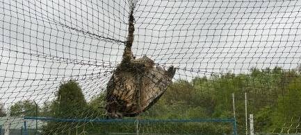Hagen Halden: Eule verheddert sich in Netz