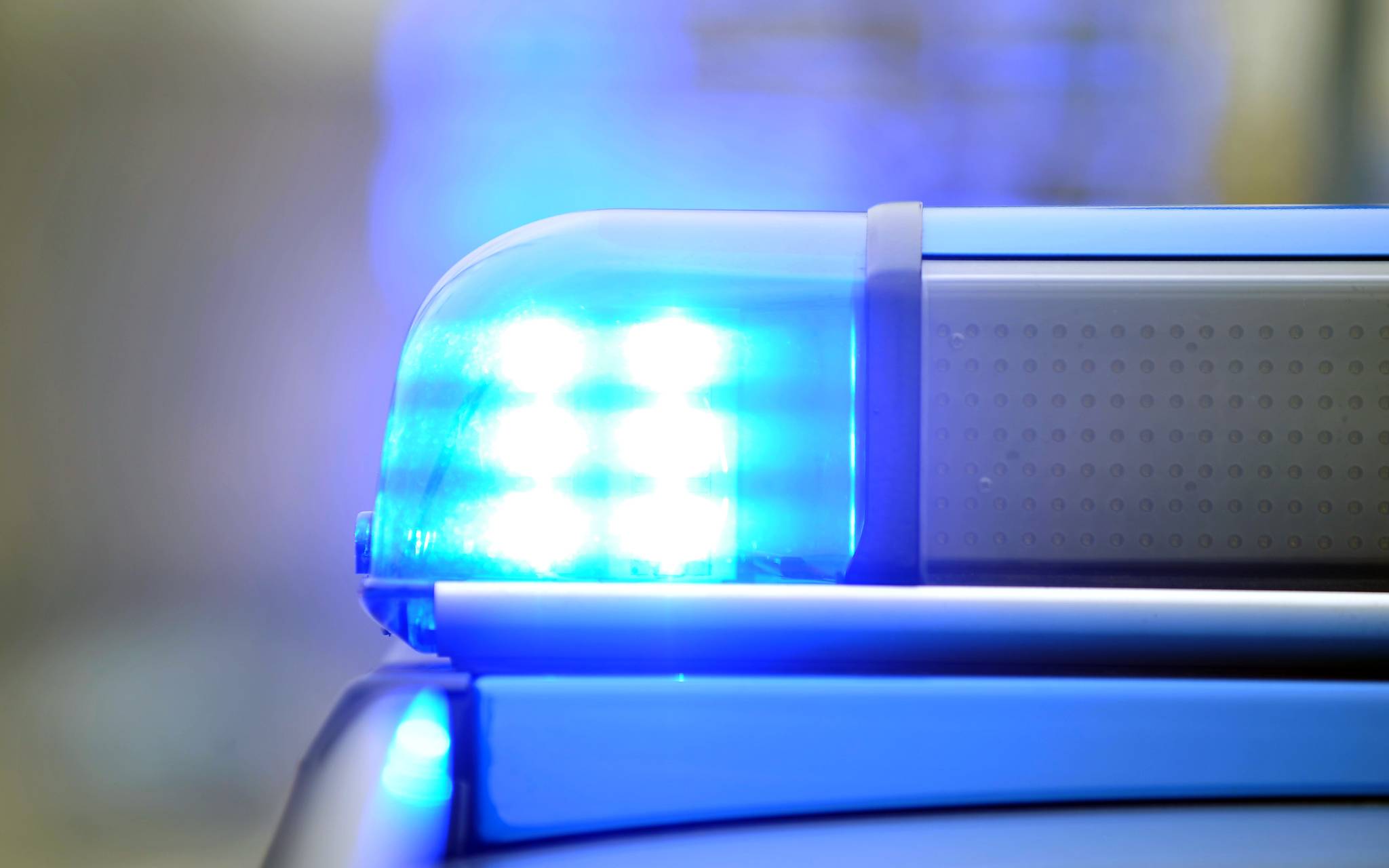 Toter Fuchs in einem Bachlauf