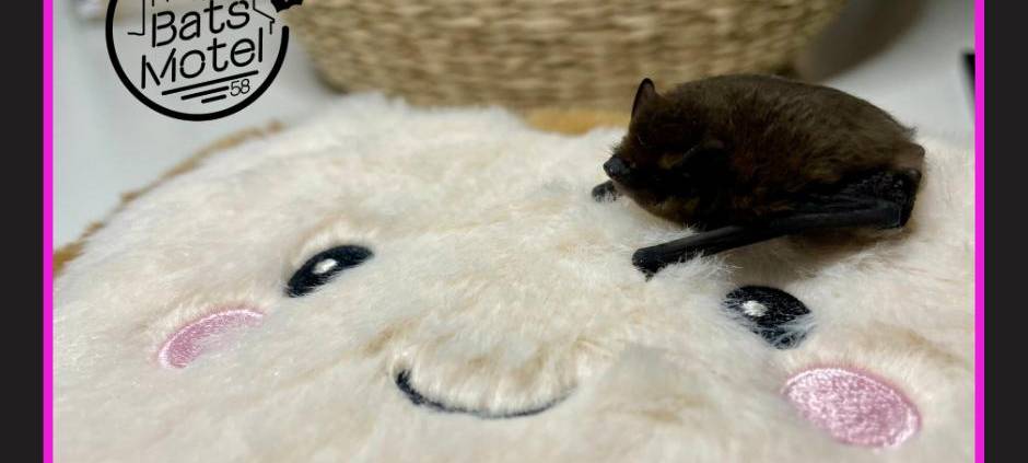 Fledermaus-Kästen gesucht