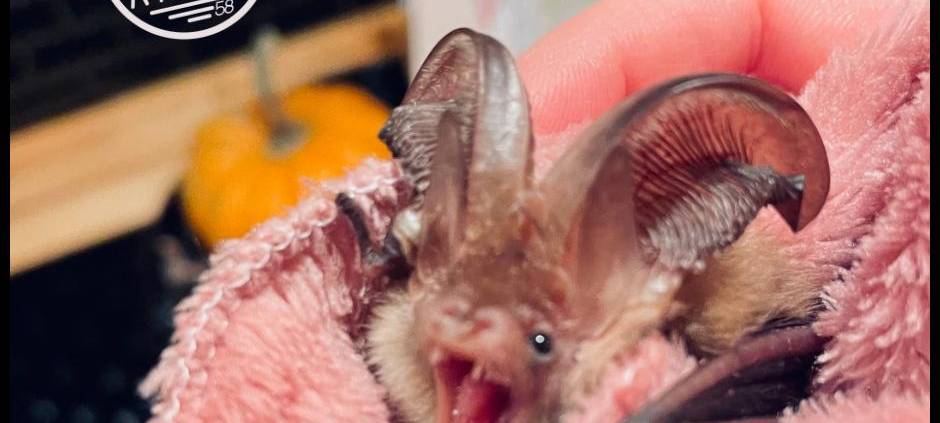 Fledermaus-Kästen gesucht