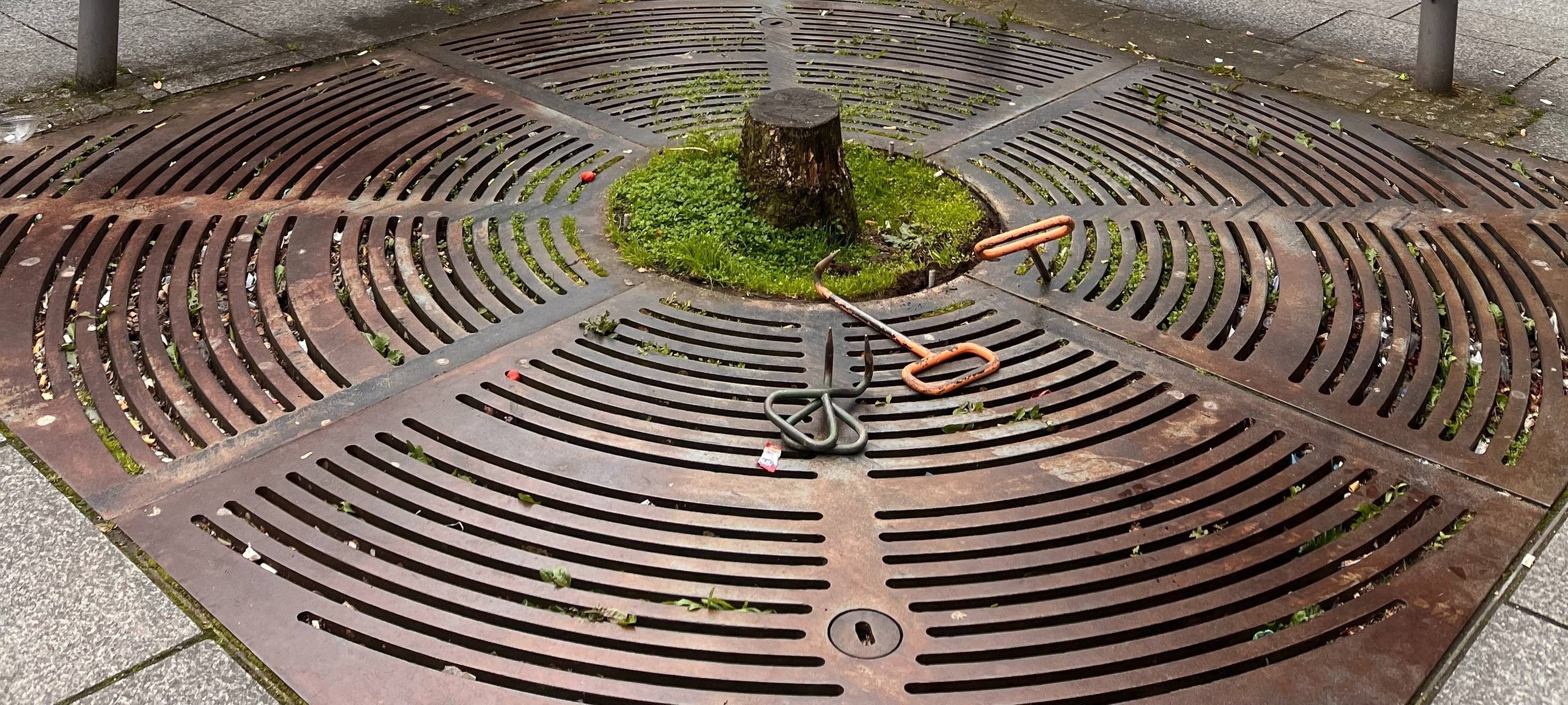 Die Baumreihe ist komplettiert