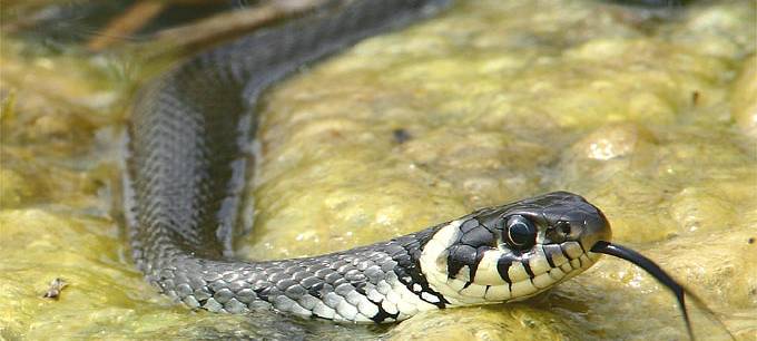 Hagener Feuerwehr rettet Schlangen