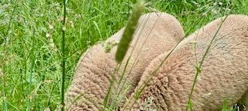 Tag der Artenvielfalt an der Biologischen Station