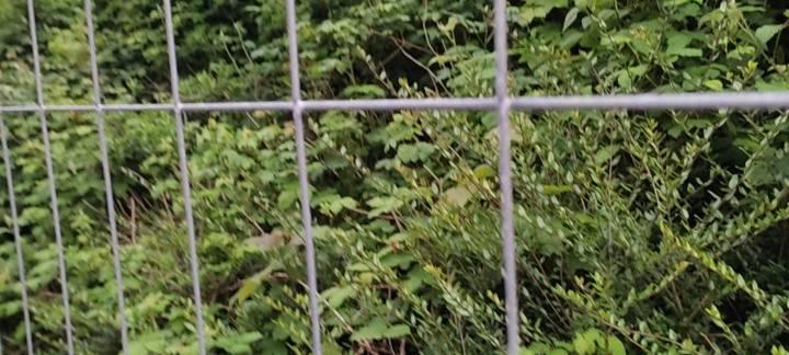 Abholzungen in Oberhagen