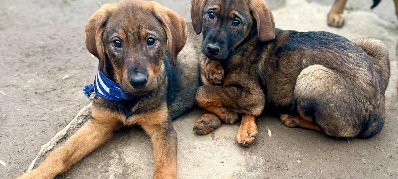 Hunderettung in Hagen