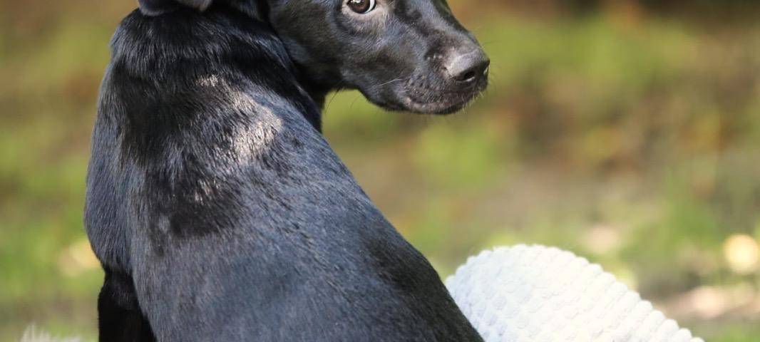 Hunderettung in Hagen